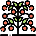 tomato Tomato